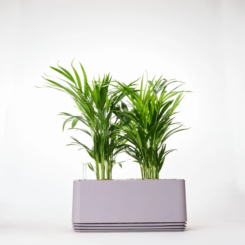 AIRY System L Goldfruchtpalme