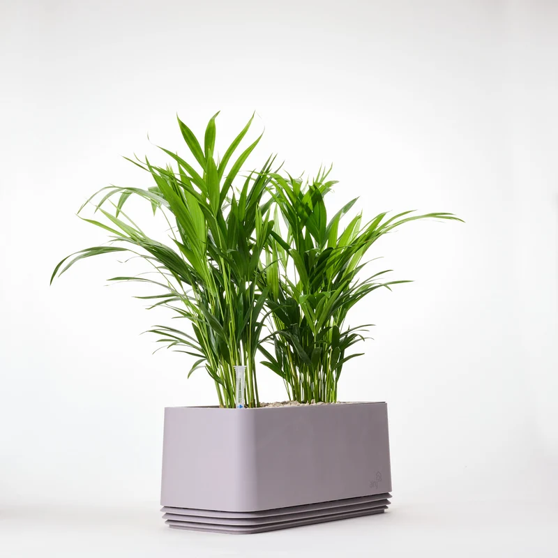 AIRY System L Goldfruchtpalme