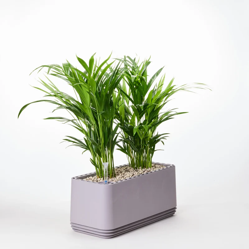 AIRY System L Goldfruchtpalme