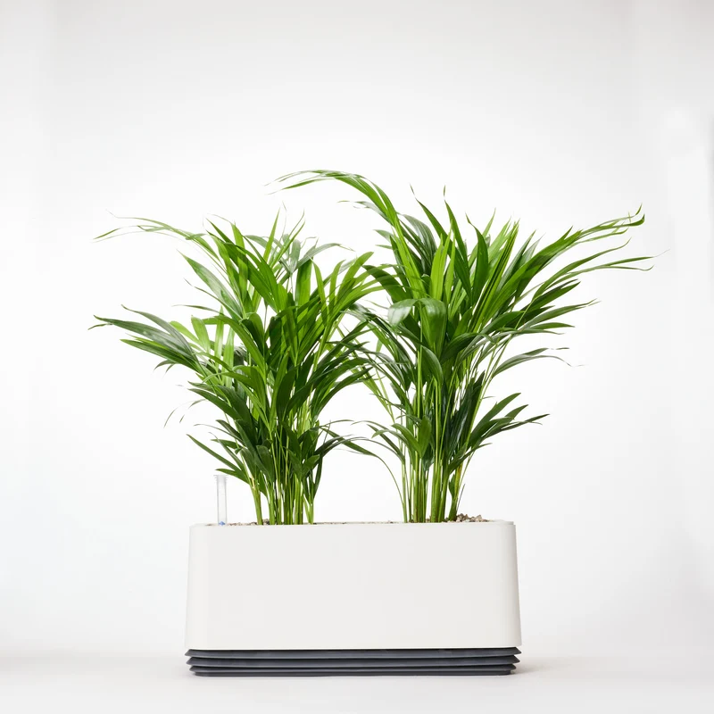 AIRY System L Goldfruchtpalme