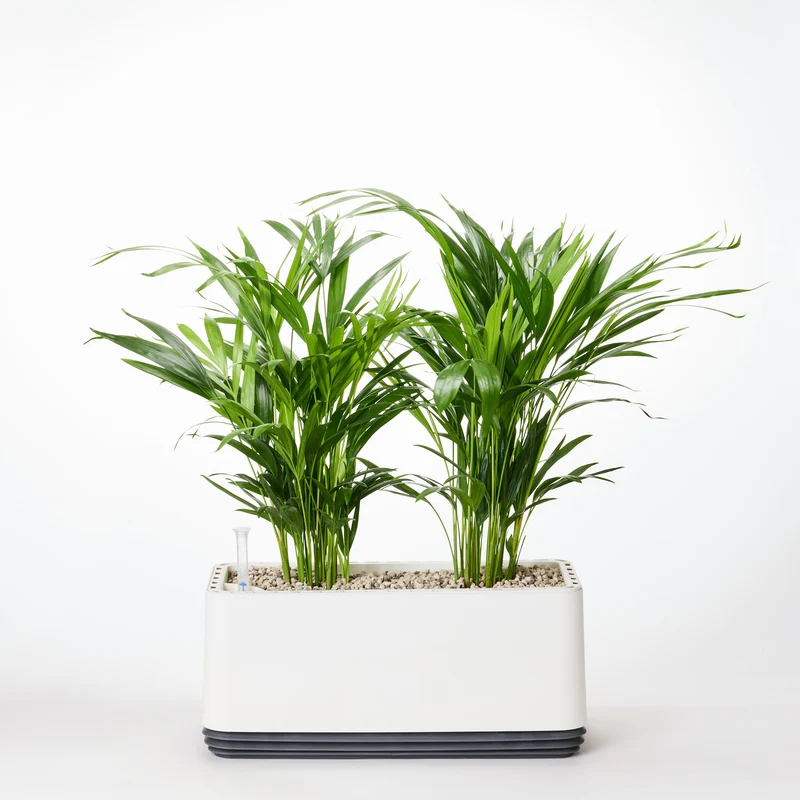 AIRY System L Goldfruchtpalme