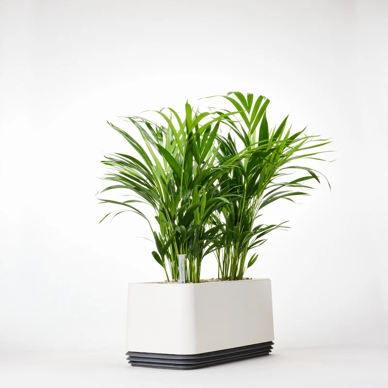 AIRY System L Goldfruchtpalme