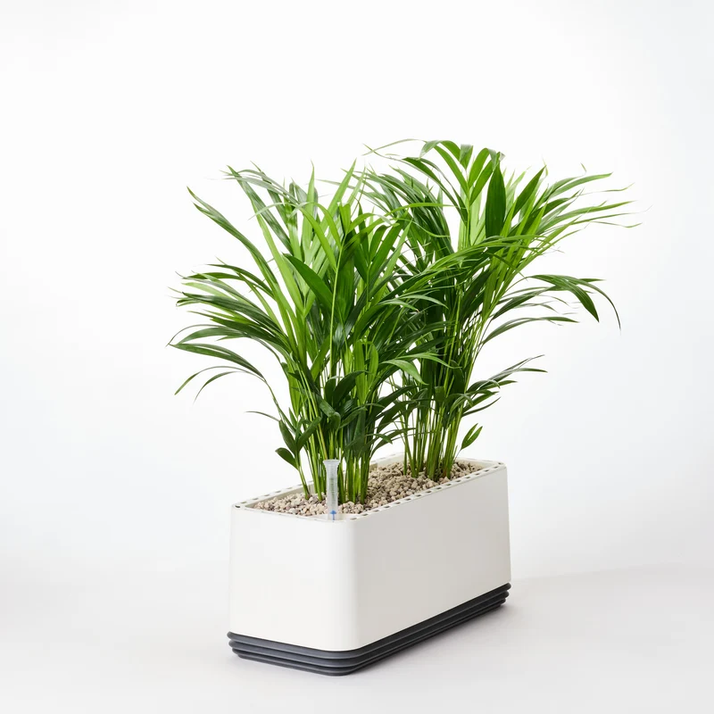 AIRY System L Goldfruchtpalme