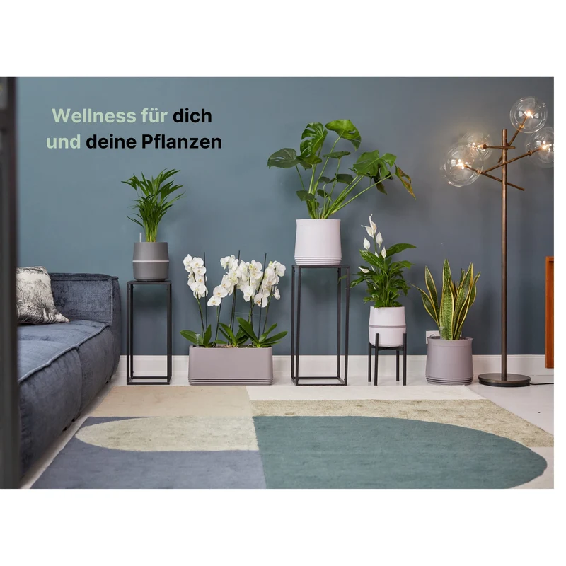 AIRY System M Drachenbaum
