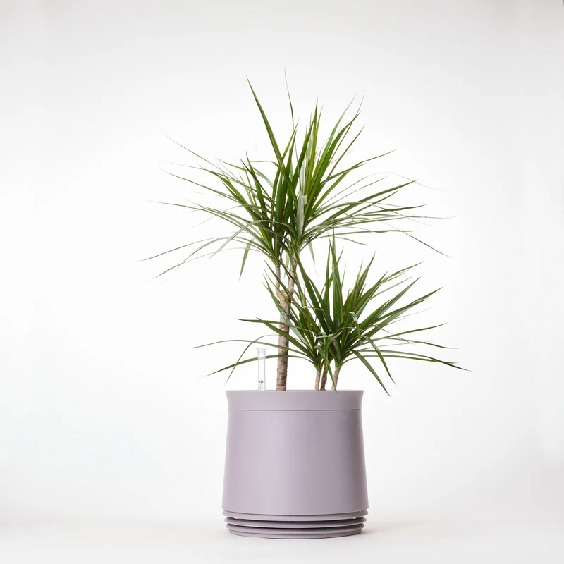 AIRY System M Drachenbaum