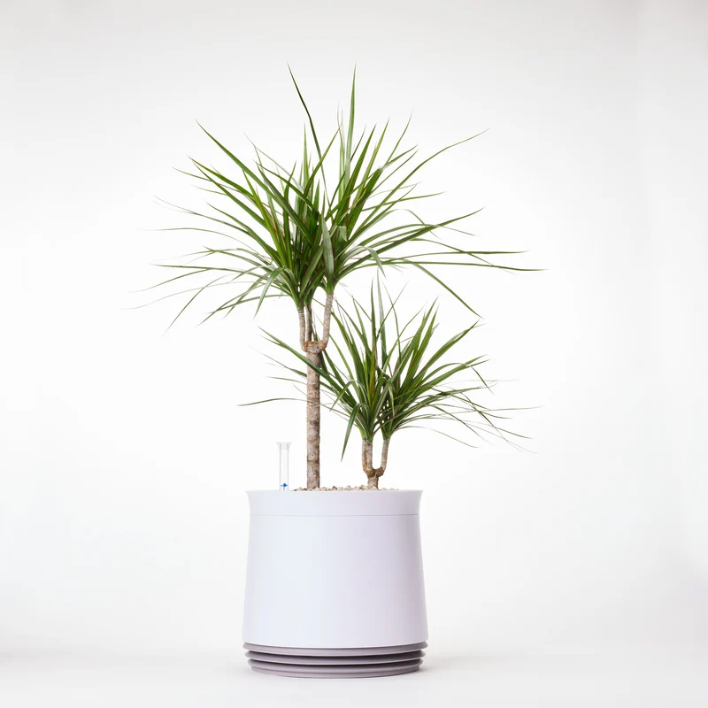 AIRY System M Drachenbaum