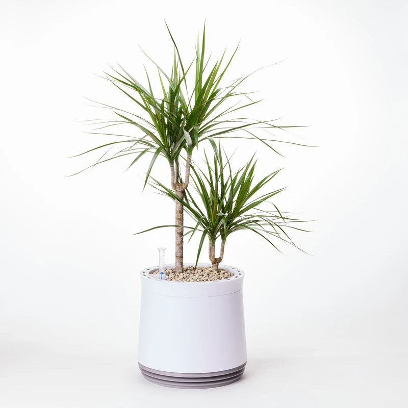 AIRY System M Drachenbaum