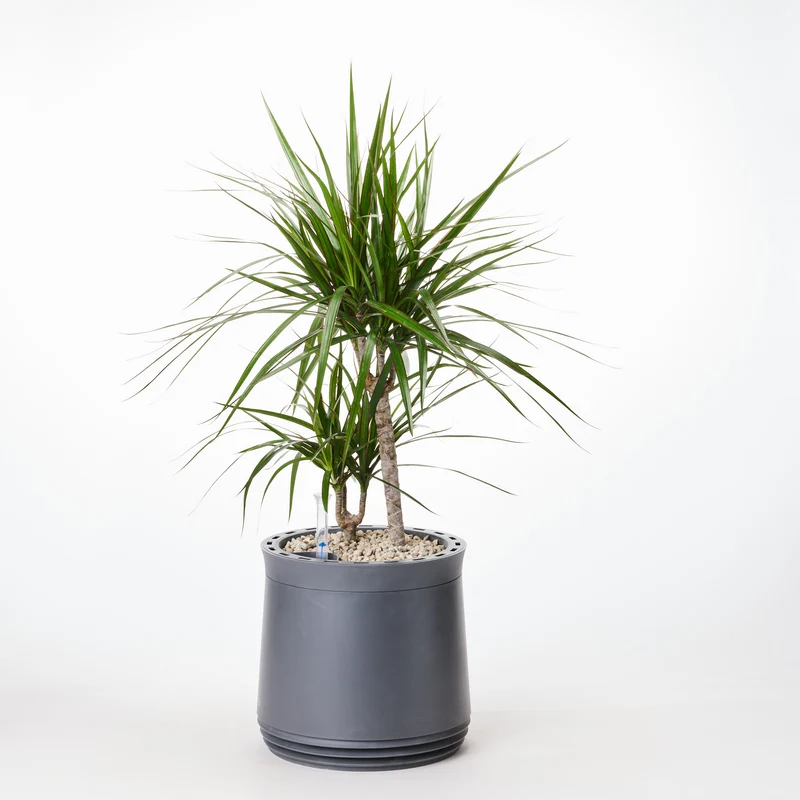 AIRY System M Drachenbaum