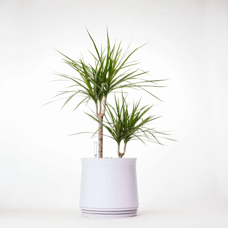 AIRY System M Drachenbaum