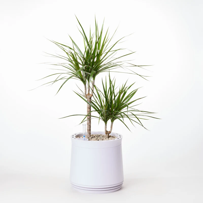AIRY System M Drachenbaum