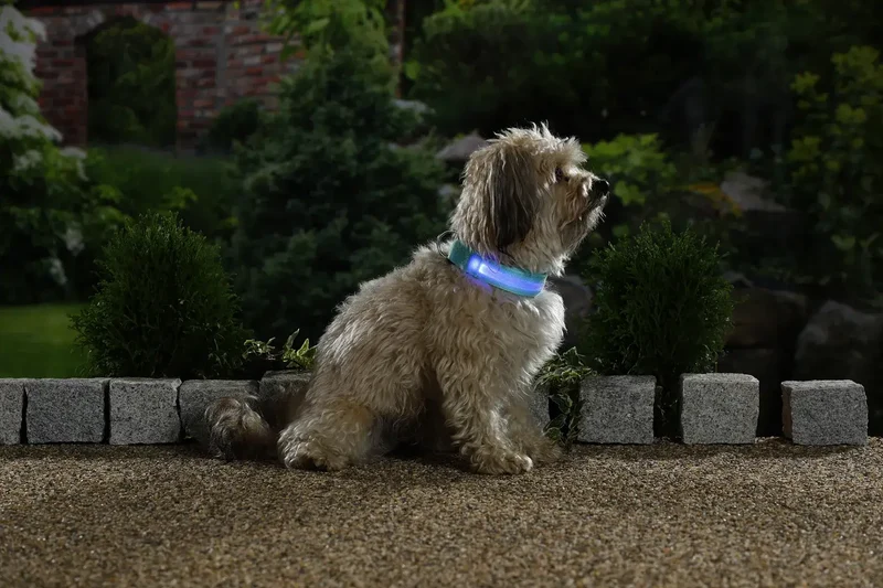 LED Hundehalsband – Leuchtendes Sicherheits-Halsband für Hunde