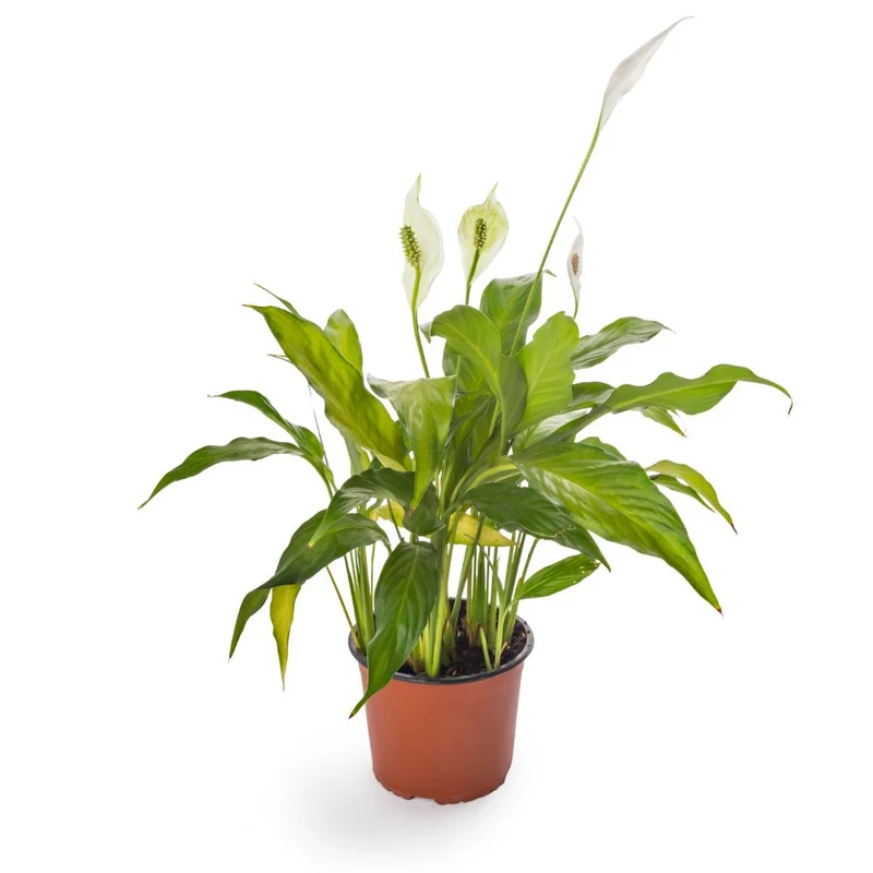 Plants for Your Vitesy Natede Air Purifier