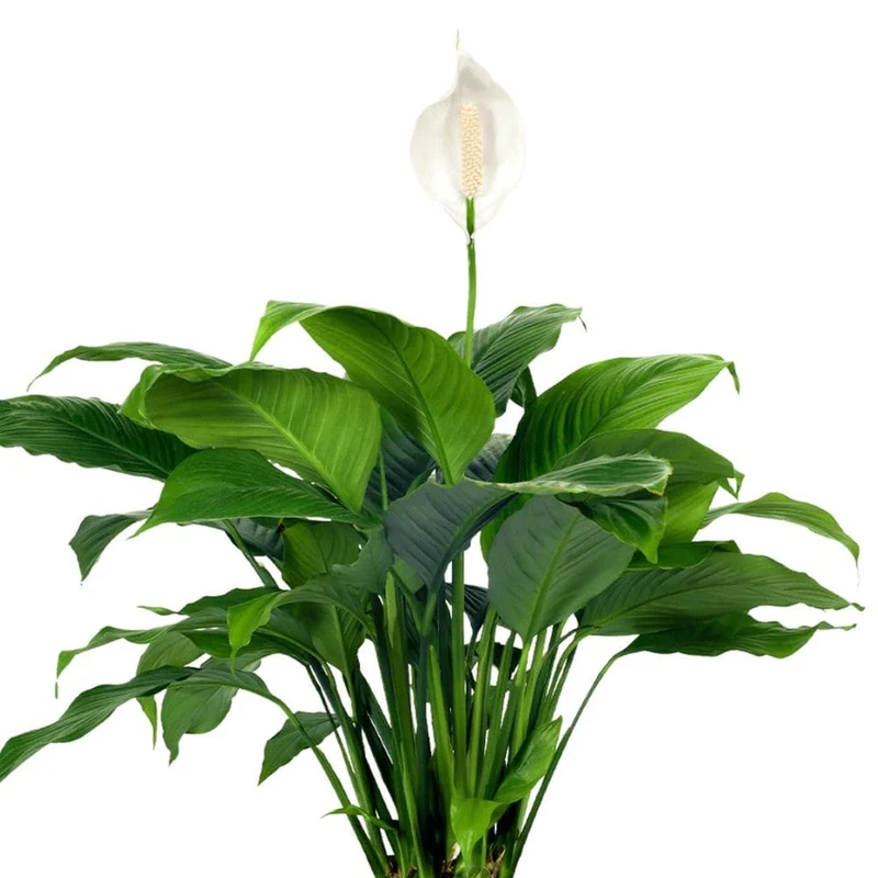 Plants for Your Vitesy Natede Air Purifier