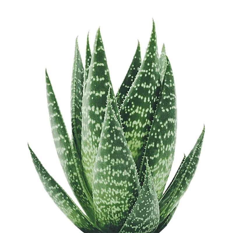 Plants for Your Vitesy Natede Air Purifier