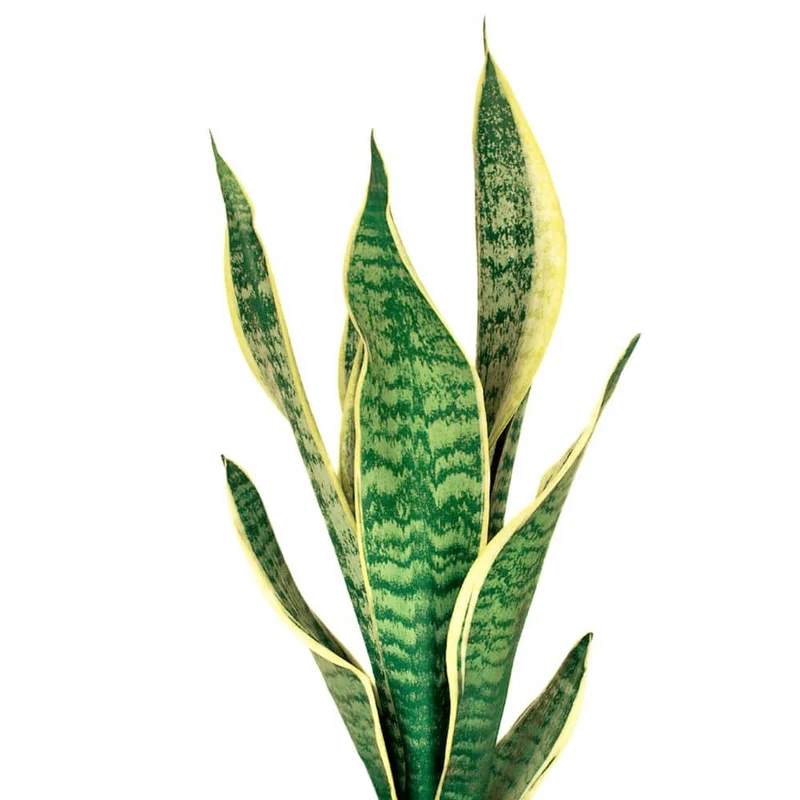Plants for Your Vitesy Natede Air Purifier