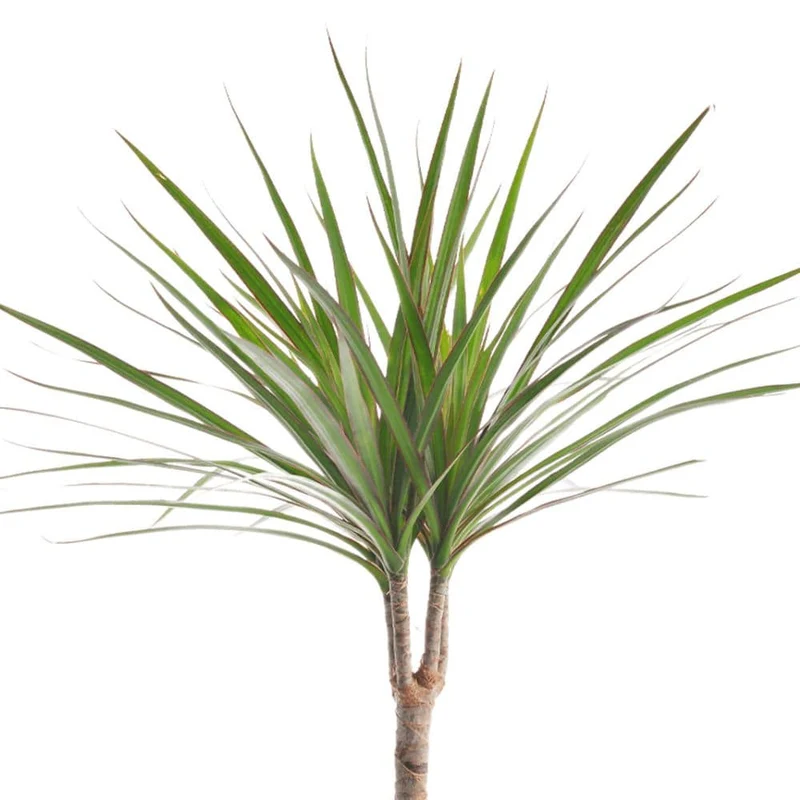 Plants for Your Vitesy Natede Air Purifier